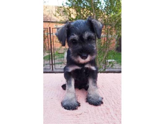 PoulaTo: Μικροσκοπικά κουτάβια Schnauzer
